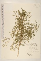 銀膠菊藏品圖，第1張