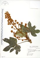 臺灣八角金盤藏品圖，第1張