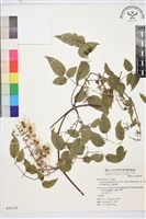 梨山小蓑衣藤藏品圖，第2張