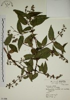 大葉溲疏藏品圖，第1張