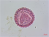 青牛膽藏品圖，第3張