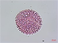 青牛膽藏品圖，第4張