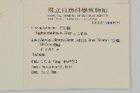 大瓜槌草藏品圖，第2張