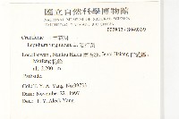 獨行菜藏品圖，第2張