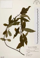 山胡椒藏品圖，第1張