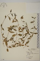 狗筋蔓藏品圖，第1張