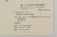 狗筋蔓藏品圖，第2張