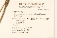 黃花三七草藏品圖，第2張