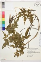 小木通藏品圖，第2張