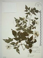 巴氏鐵線蓮藏品圖，第1張