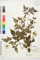 巴氏鐵線蓮藏品圖，第2張