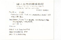 台灣碎米薺藏品圖，第2張