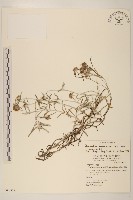 分枝鼠麴草藏品圖，第1張