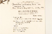 分枝鼠麴草藏品圖，第2張