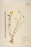 秋鼠麴草藏品圖，第1張