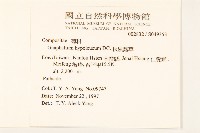 秋鼠麴草藏品圖，第2張