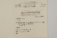 日本假蓬藏品圖，第2張