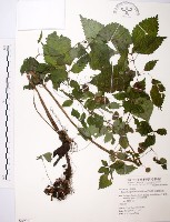 長梗盤花麻藏品圖，第1張