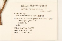臺灣澤蘭藏品圖，第2張