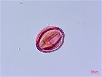 角桐草、台灣半蒴苣苔藏品圖，第3張