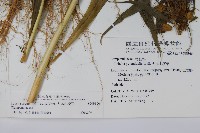 大本山梗菜藏品圖，第2張