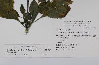 腺萼馬藍藏品圖，第2張