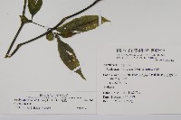 腺萼馬藍藏品圖，第2張