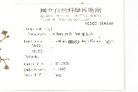 蔓黃菀藏品圖，第2張