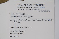 破布烏藏品圖，第2張