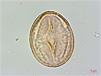 Dickson ehretia Collection Image, Figure 2, Total 5 Figures