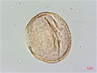 Dickson ehretia Collection Image, Figure 3, Total 5 Figures