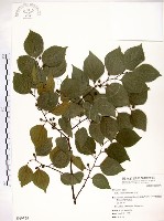 朴樹藏品圖，第1張