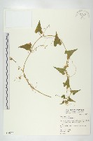 合子草藏品圖，第1張