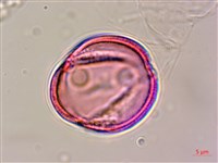 合子草藏品圖，第4張