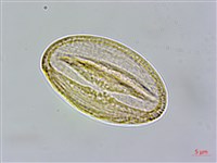 合子草藏品圖，第5張