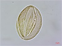 合子草藏品圖，第6張