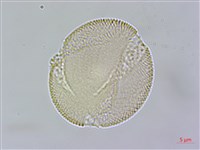 合子草藏品圖，第7張