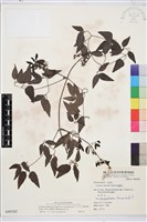 大肚山威靈仙藏品圖，第2張