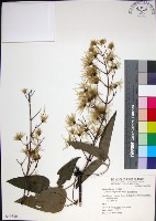 麥氏鐵線蓮藏品圖，第1張