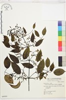 柱果鐵線蓮藏品圖，第2張