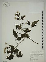 巴氏鐵線蓮藏品圖，第1張