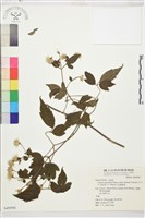 巴氏鐵線蓮藏品圖，第2張