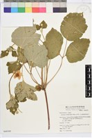 小白頭翁、野棉花藏品圖，第1張