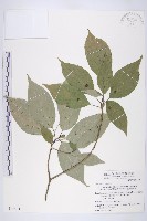 臺灣青莢葉藏品圖，第1張