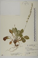 臺灣鬼督郵藏品圖，第1張