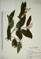 大葉溲疏藏品圖，第1張