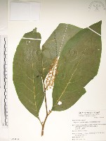 日本商陸、圓果商陸藏品圖，第1張