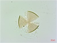 日本商陸、圓果商陸藏品圖，第2張