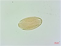 日本商陸、圓果商陸藏品圖，第3張