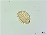 日本商陸、圓果商陸藏品圖，第4張